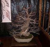 Membrillero bonsai