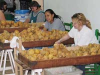 Pelado de membrillos